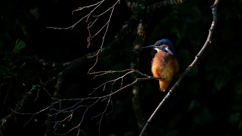 Eisvogel im Sonnenlicht | Ein kleiner See in meiner Nachbarschaft soll einen Eisvogel beherbergen - so war das Gerücht. Als ich ihn an diesem Morgen dann endlich fotografieren konnte, war ich sehr glücklich und stolz. - Realisiert mit Pictrs.com