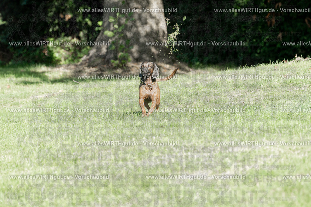 Hundeschwimmen_Volksbad_2026-allesWIRTHgut_Tierfotografie-2609061038-094835-7R509113 | Professionelle Tierfotografie in Mönchengladbach von Daniel Wirth (allesWIRTHgut). Liebevolle & natürliche Bilder von Hunden & Katzen für unvergessliche Erinnerungen.