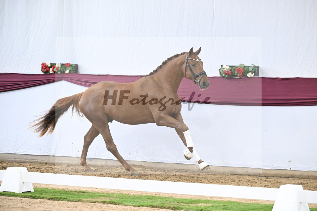 Kat-Nr. 122 Fynch Hatton x De Niro_Wolfgang Reich_47253617 | hf-fotografie - Realisiert mit Pictrs.com