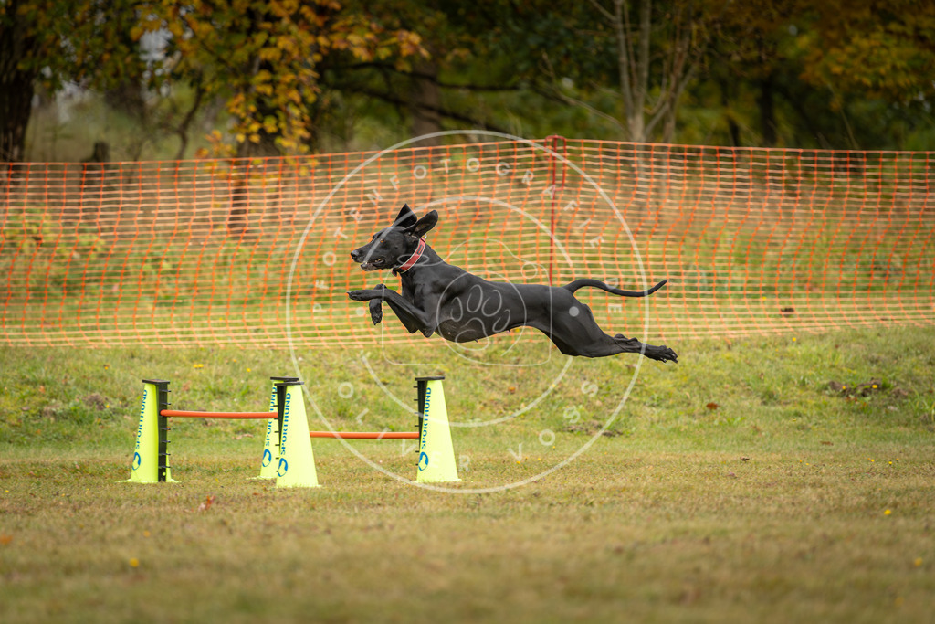 Pfotenfotografie_DV3A2829 | Hundefotografie, Tierfotograf, Pfotenfotografie, Fotoshooting Hund, Hunde Portrait, Hundesport, Hundeportraits, Heideshooting, Hunde, Sportfotograf, Hundefotograf, Turnierhundsport, THS,  - Realisiert mit Pictrs.com