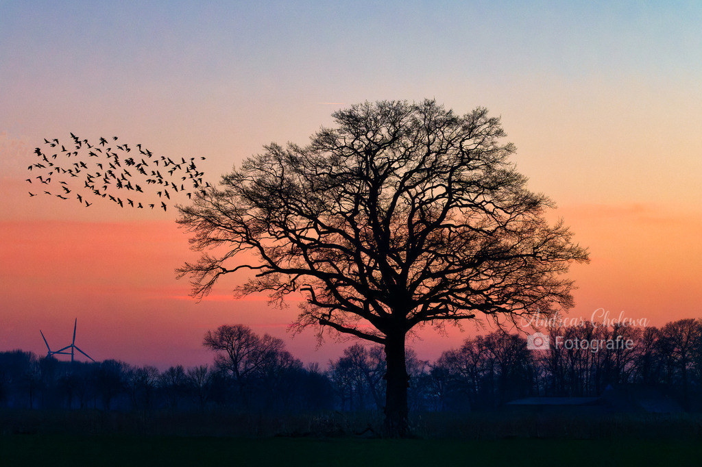 Majestätisch  | Der Baum und das Licht sind wie Urlaub für die Augen.
Bestell dir dieses stimmungsvolle Bild als Alu-Dibond Druck
 - Realisiert mit Pictrs.com