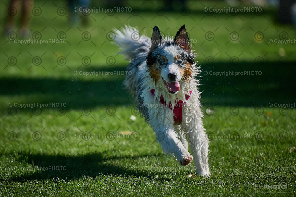 220_202509_4Hundebadetag_NZ9_2853 | proPHOTO - Realisiert mit Pictrs.com