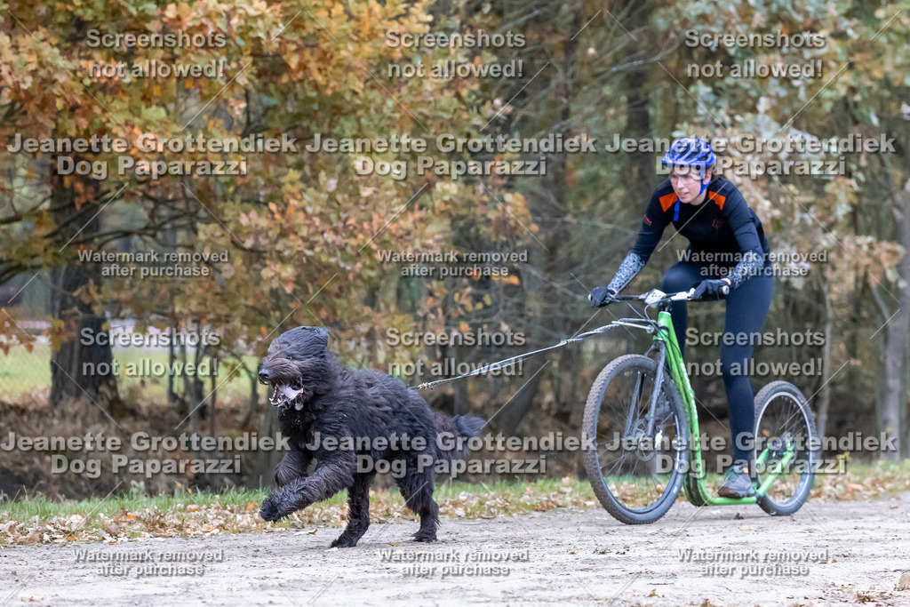 Dog Paparazzi - SD CaniX Championship 2025-194 | Dog Paparazzi Jeanette Grottendiek Fotografie & Videografie - Realisiert mit Pictrs.com