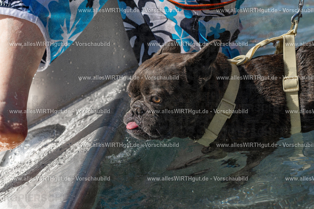 Hundeschwimmen_Volksbad_2026-allesWIRTHgut_Tierfotografie-2609061411-FAY06914 | Professionelle Tierfotografie in Mönchengladbach von Daniel Wirth (allesWIRTHgut). Liebevolle & natürliche Bilder von Hunden & Katzen für unvergessliche Erinnerungen.