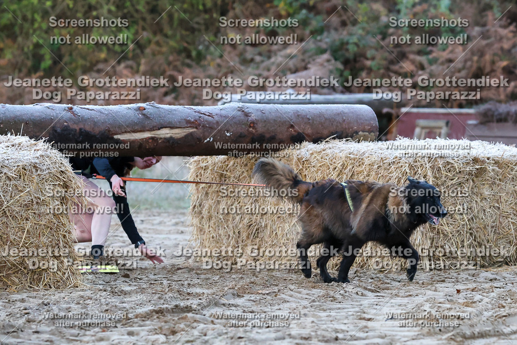 Dog Paparazzi - Strongdog 10-25-55 | Dog Paparazzi Jeanette Grottendiek Fotografie & Videografie - Realisiert mit Pictrs.com
