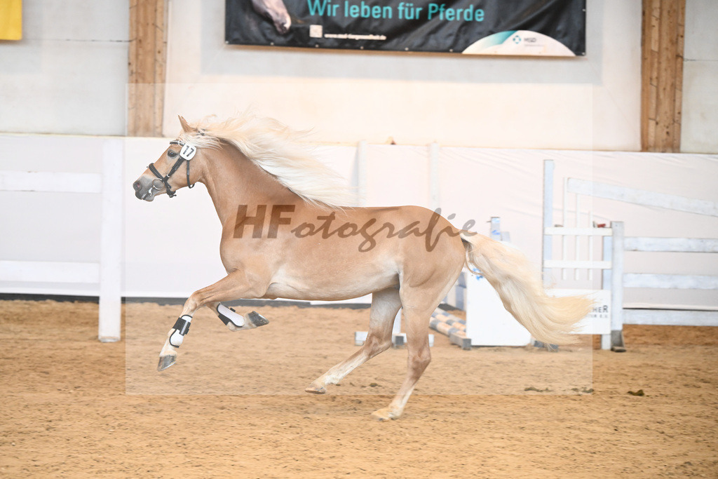 Kat-Nr. 17 v. Barios_Hartmann_6240367 | hf-fotografie - Realisiert mit Pictrs.com