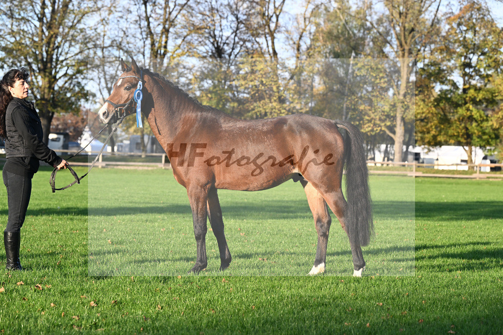 Kat-Nr. 1 Bumble Bee_Hoermann_44241108 | hf-fotografie - Realisiert mit Pictrs.com