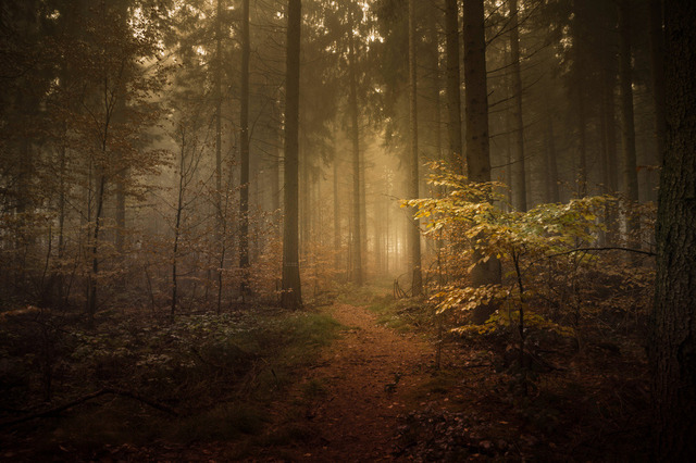 Zauberwald im Nebel (1 von 1) | Outdoorpixl Teßen OHG - Realisiert mit Pictrs.com