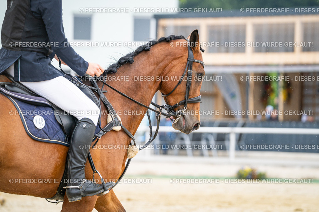 DSC09673 | Pferdegrafie