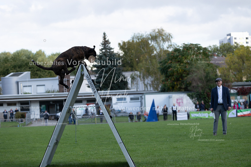 _16A5715 | Einzigartige Fotos von Hunden & Menschen –Actionfotos, Portraits, Vereinsaufnahmen & Paarshootings – authentisch, lebendig & mit Herz.