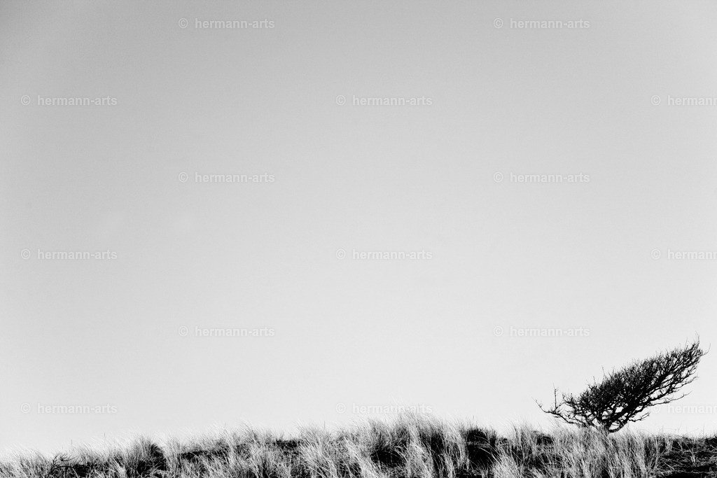 Trees_fine_Art_0041 | Photo Foto Kunst Art schwarzweiss Bilder Rheine Münster Berlin Blumen 