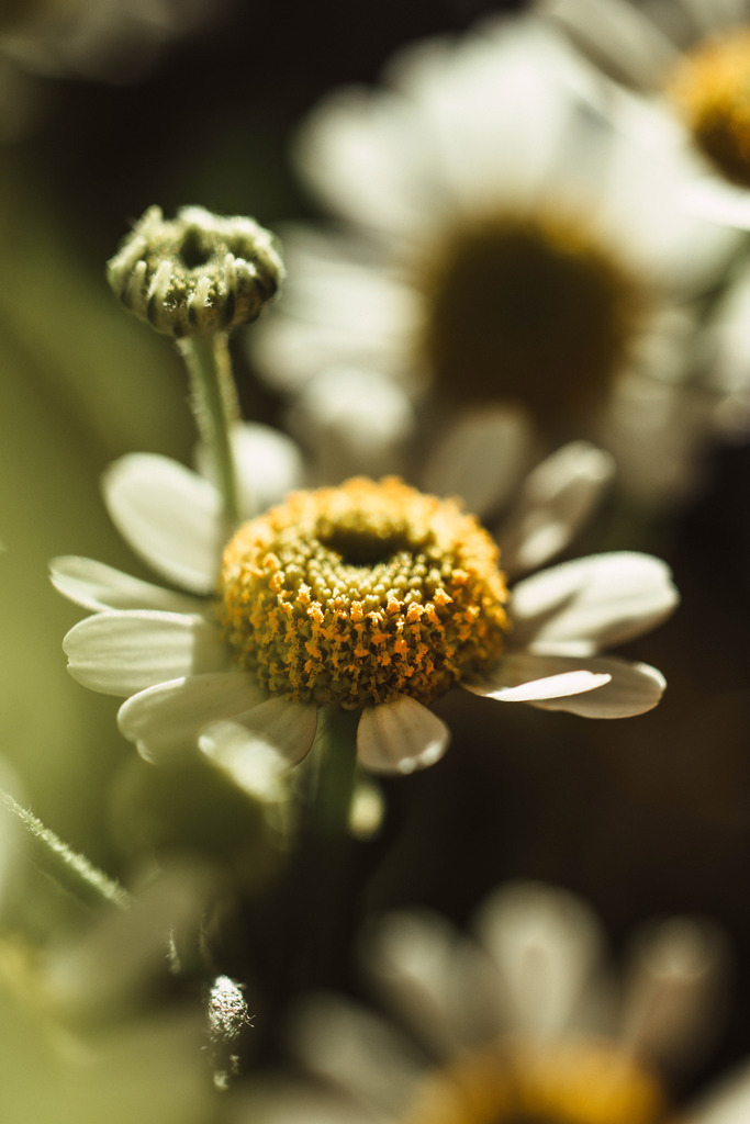 Makro_Nov_2023_19 | Du suchst natürliche und atmosphärische Prints oder Leinwanddrucke? In diesem Shop gibt es alles, nur kein Mainstream. - Realisiert mit Pictrs.com