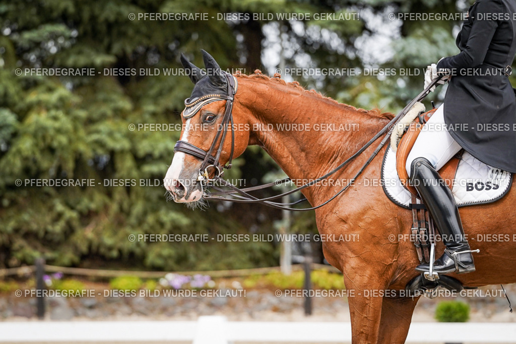 DSC06544 | Pferdegrafie