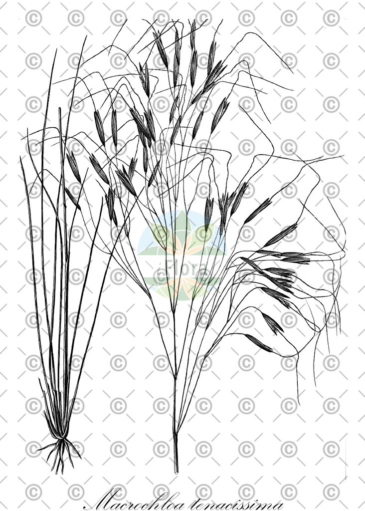 HistAbb_wfo-0001186059_1_ENZY_Simple | Historische Abbildung von Macrochloa tenacissima - Poaceae | Historical Illustration of Macrochloa tenacissima - Poaceae