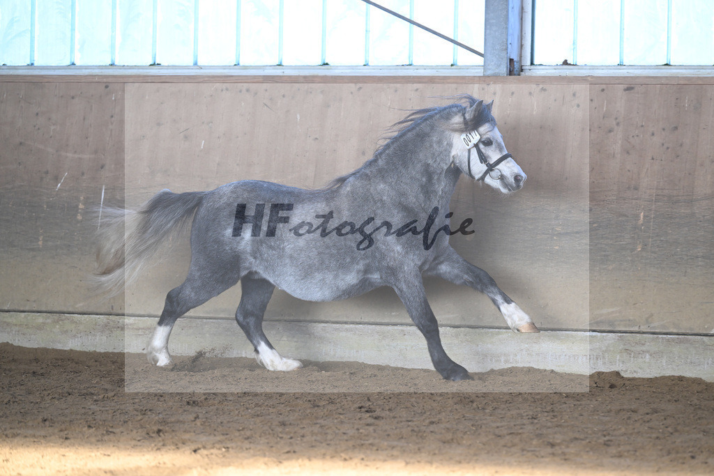 Kat-Nr. 17 Linderich Trudolfo v. Voermanhof Nicolas_ZG Seitle u Necker_49250737 | hf-fotografie - Realisiert mit Pictrs.com