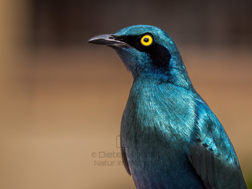 PANA1266-Bearbeitet-2017-LR | Natur im Moment - Realisiert mit Pictrs.com