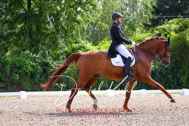 DKP41277 | Deine Turnierfotos vom Reitturnier online kaufen: Dressur, Springen & Siegerehrung. Professionelle Pferdefotografie aus dem Rheinland – als Download & Print.Alternative: Turnierfotograf für den Pferdesport: Finde deine Fotos von Dressur- und Springturnier