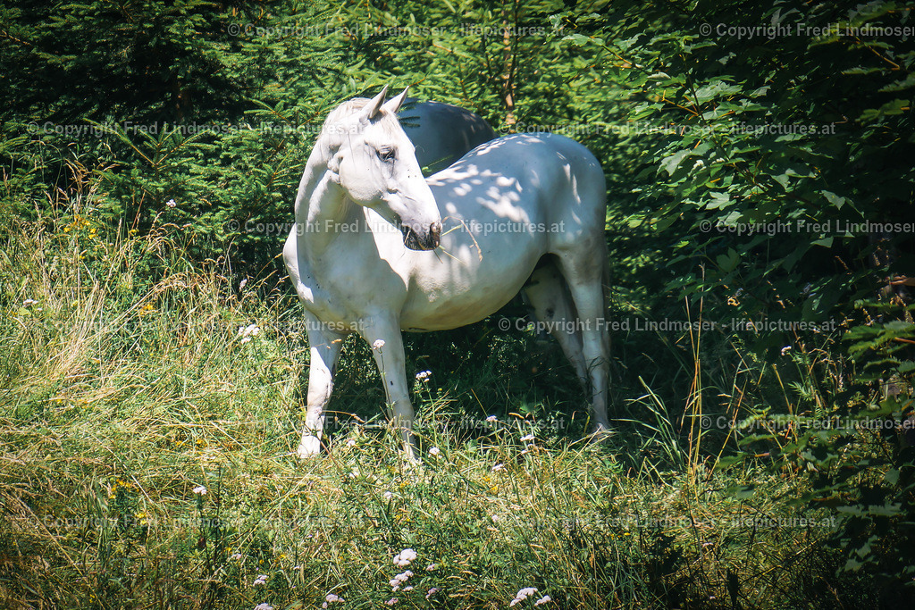 Einhorn ohne Einhorn_DSC01271 | Fotos und Fotoprodukte - Realisiert mit Pictrs.com