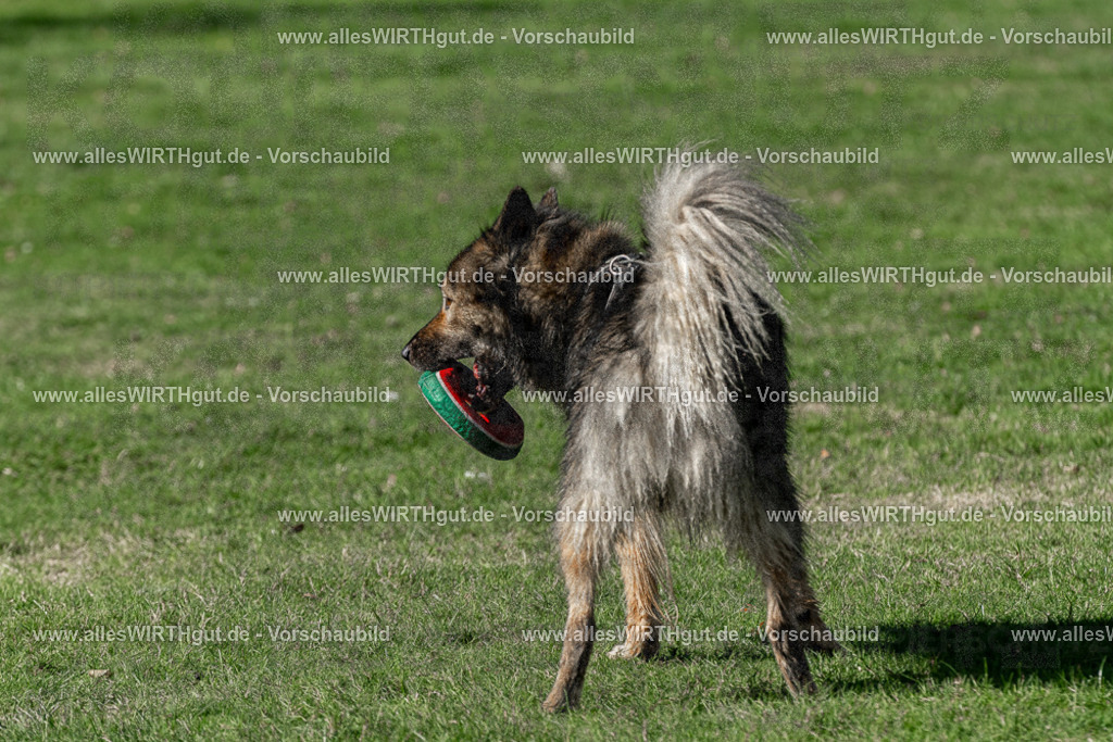 Hundeschwimmen_Volksbad_2026-allesWIRTHgut_Tierfotografie-2609061552-FAY07324 | Professionelle Tierfotografie in Mönchengladbach von Daniel Wirth (allesWIRTHgut). Liebevolle & natürliche Bilder von Hunden & Katzen für unvergessliche Erinnerungen.