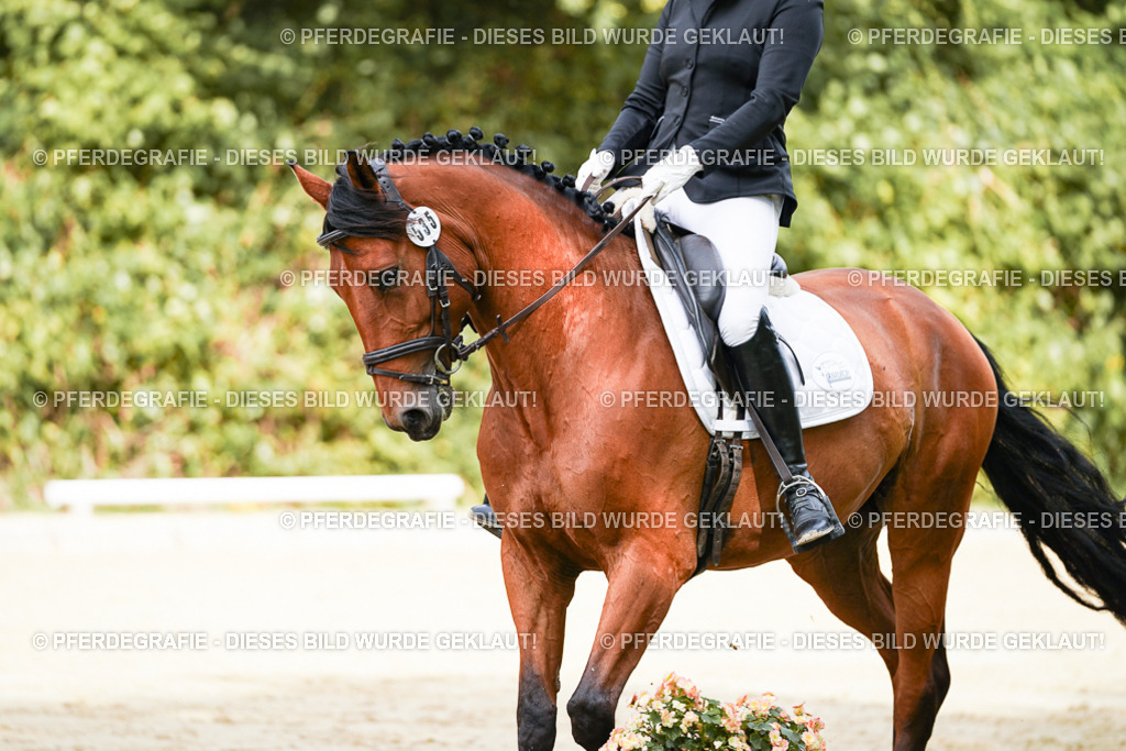 DSC02049 | Pferdegrafie