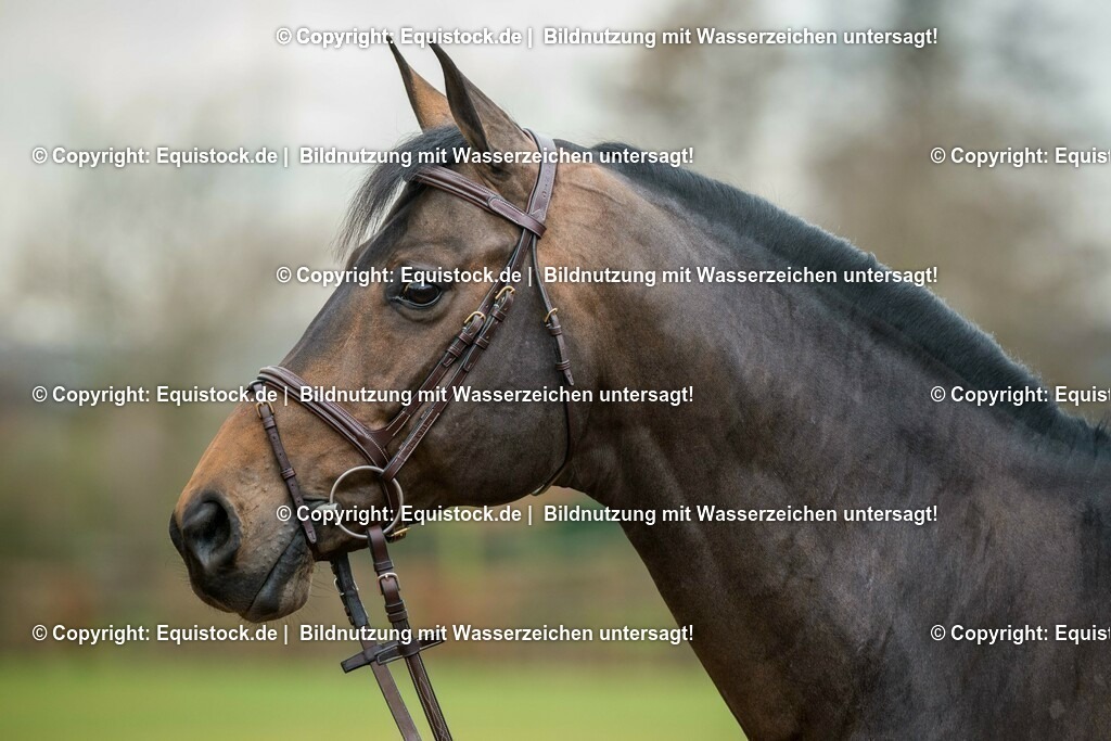 20160226_Codex_One_0001 | equistock