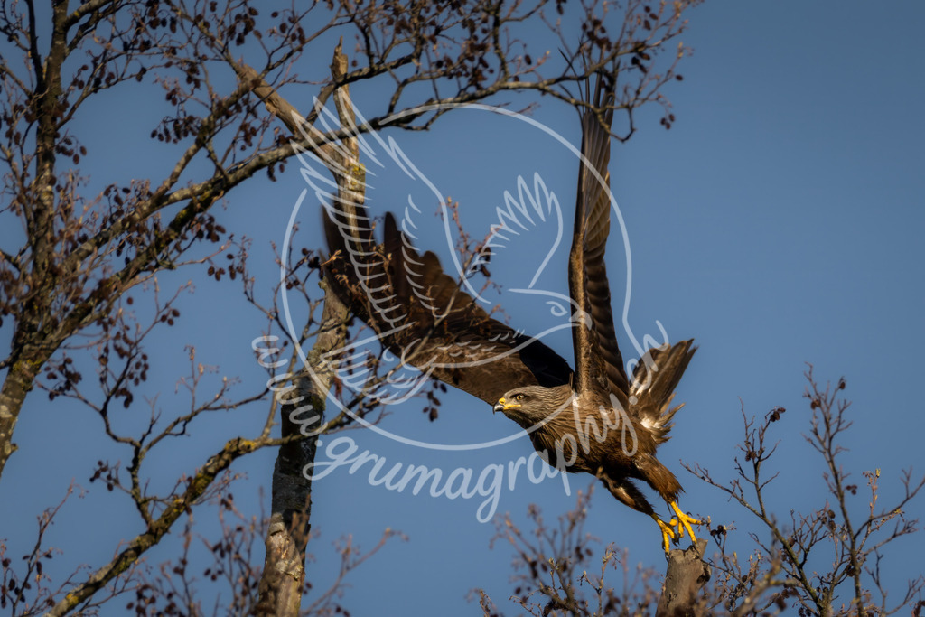 measured flight - black kite, switzerland | Authentische Landschafts- & Wildtierfotografie aus der Schweiz. Hochwertige Wandbilder, Fine-Art-Prints und Wunschmotive nach Auftrag – sorgfältig entwickelt im Grumagraphy-Style