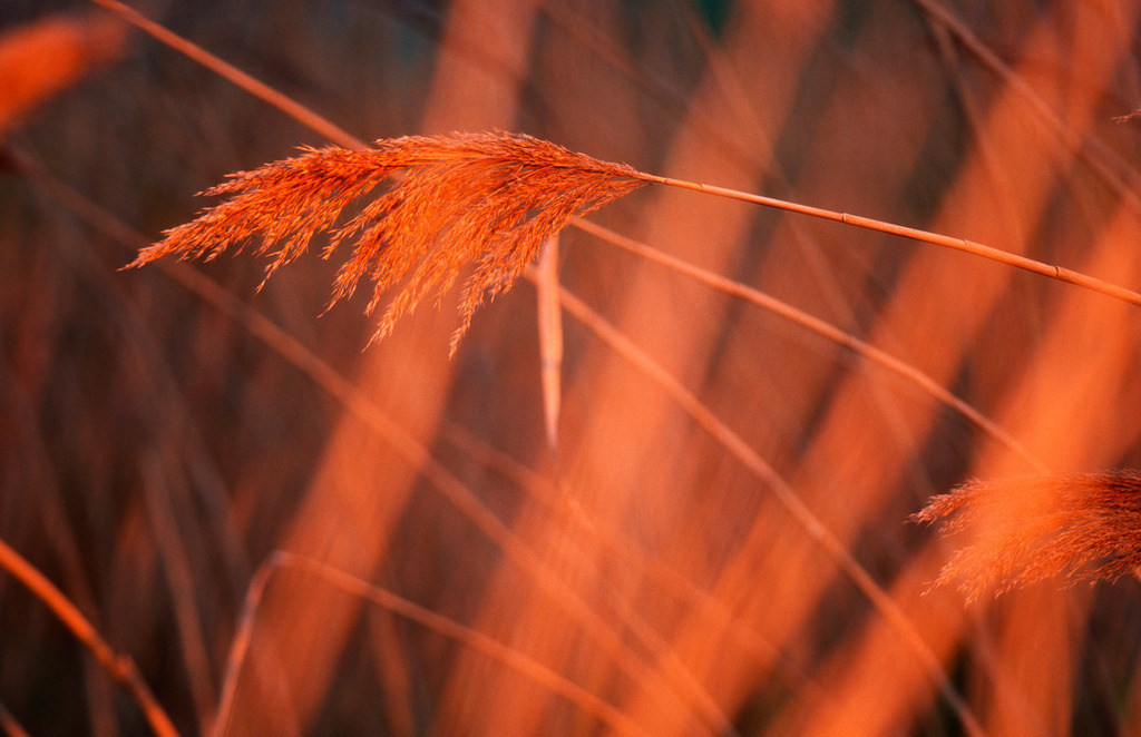 Schilf im Morgenlicht | Austria - June 01, 2011: Schilf im Morgenlicht. - Realisiert mit Pictrs.com