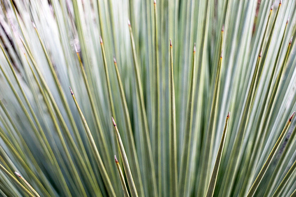 Wehrhaft | Ich erzähle Geschichten als Autor und als Fotograf. Hier finden Sie hochwertige Naturfotografie, Reisefotografien und Bilder aus dem urbanen Lebensraum.  - Realisiert mit Pictrs.com