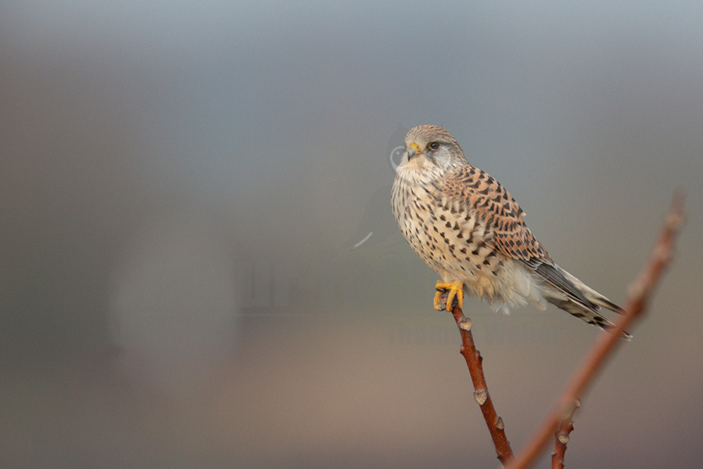 20200111-663A6558 | Der Turmfalke ist der am häufigsten vorkommende Falke Mitteleuropas. Der Öffentlichkeit ist er relativ vertraut, da er sich auch Städte und Stadträume als Lebensraum erobert hat und öfter beim „Rüttelflug“ zu beobachten ist.  - Realisiert mit Pictrs.com
