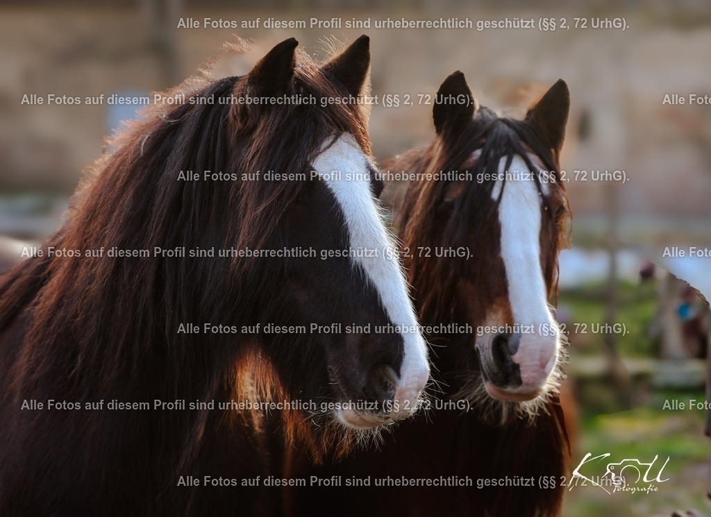 Photo_1736622550703 | krollfotografie - Realisiert mit Pictrs.com