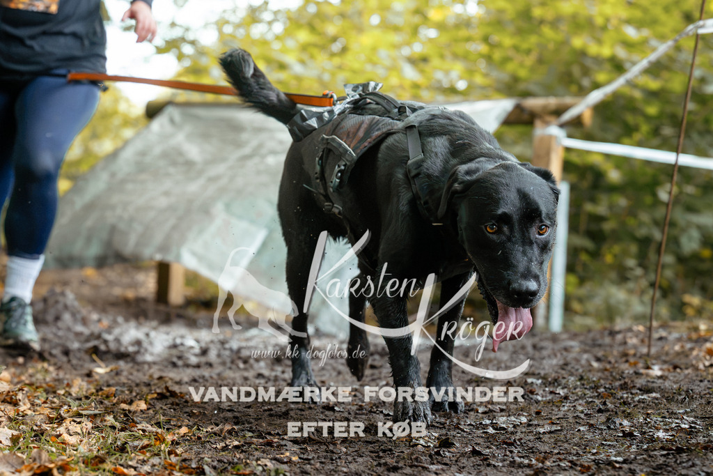 1423DZ6_1780Z6 | kk-dogfotos