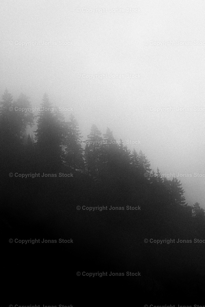 Moody Stubai | Trees covered in fog.  - Realisiert mit Pictrs.com