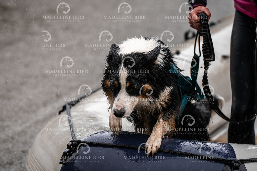 madeleinebirr-fotografie2025.campcanis.11-12Uhr-331 | hundefotografie-birr