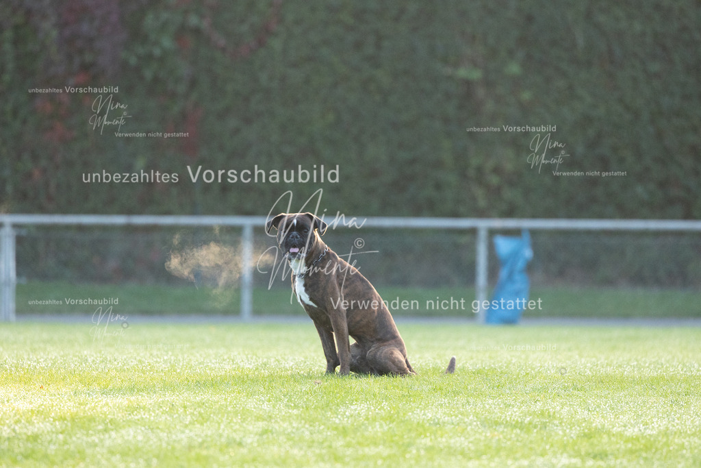 _16A5935 | Einzigartige Fotos von Hunden & Menschen –Actionfotos, Portraits, Vereinsaufnahmen & Paarshootings – authentisch, lebendig & mit Herz.