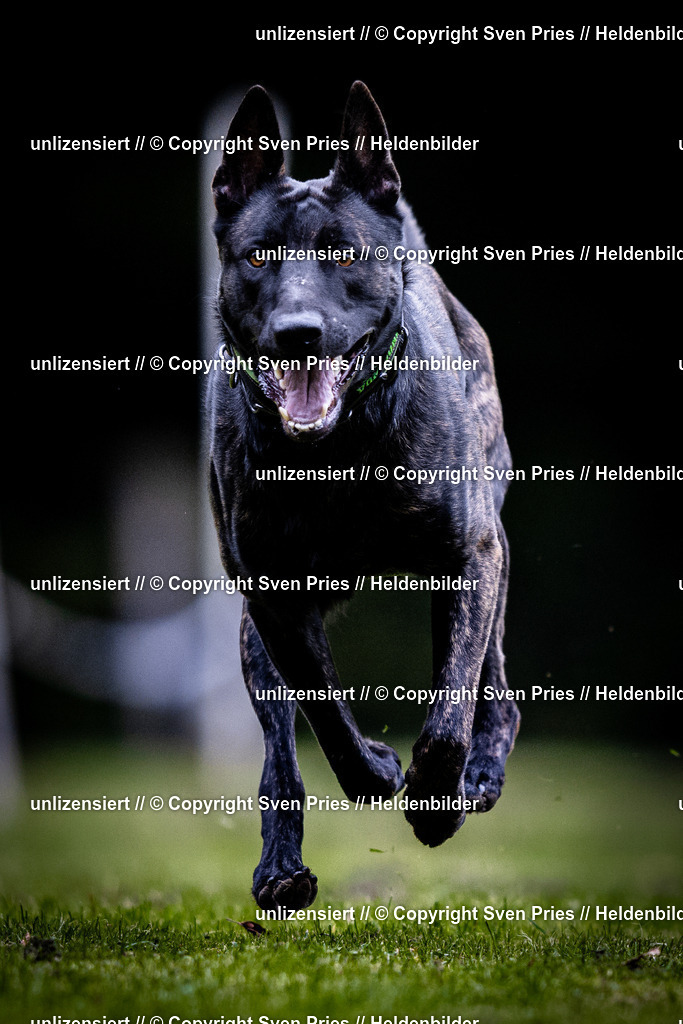 Sven Pries | 2025-10-03 - Hunderennen Obergrombach - Realisiert mit Pictrs.com