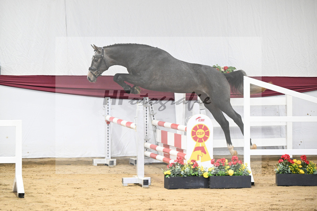 Kat-Nr. 2 Arezzo Man x Canoso_Pferdezucht Pech GbR 47250032 | hf-fotografie - Realisiert mit Pictrs.com