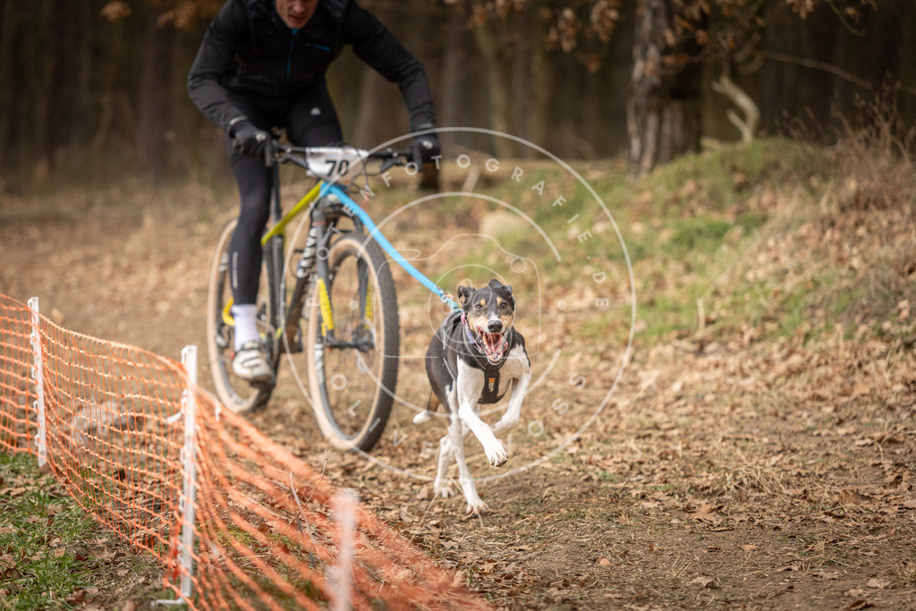 Pfotenfotografie_DV3A3377 | Hundefotografie, Tierfotograf, Pfotenfotografie, Fotoshooting Hund, Hunde Portrait, Hundesport, Hundeportraits, Heideshooting, Hunde, Sportfotograf, Hundefotograf, Turnierhundsport, THS,  - Realisiert mit Pictrs.com