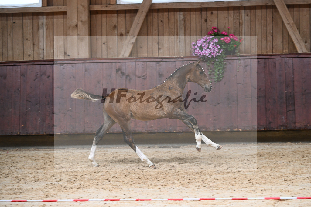 Kat-Nr. 8 HF Grey Top_Stoeckle_26230065 | hf-fotografie - Realizzato con Pictrs.com