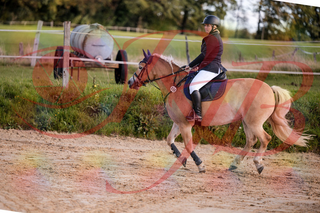 2026_10_03_Siefer-Hof_145311_Z81_32975374 | Professionelle Reitsport-, Turnier- und Eventfotografie von Robert Broda. Galerien mit ausgewählten und bearbeiteten Bildern direkt online ansehen und bestellen.