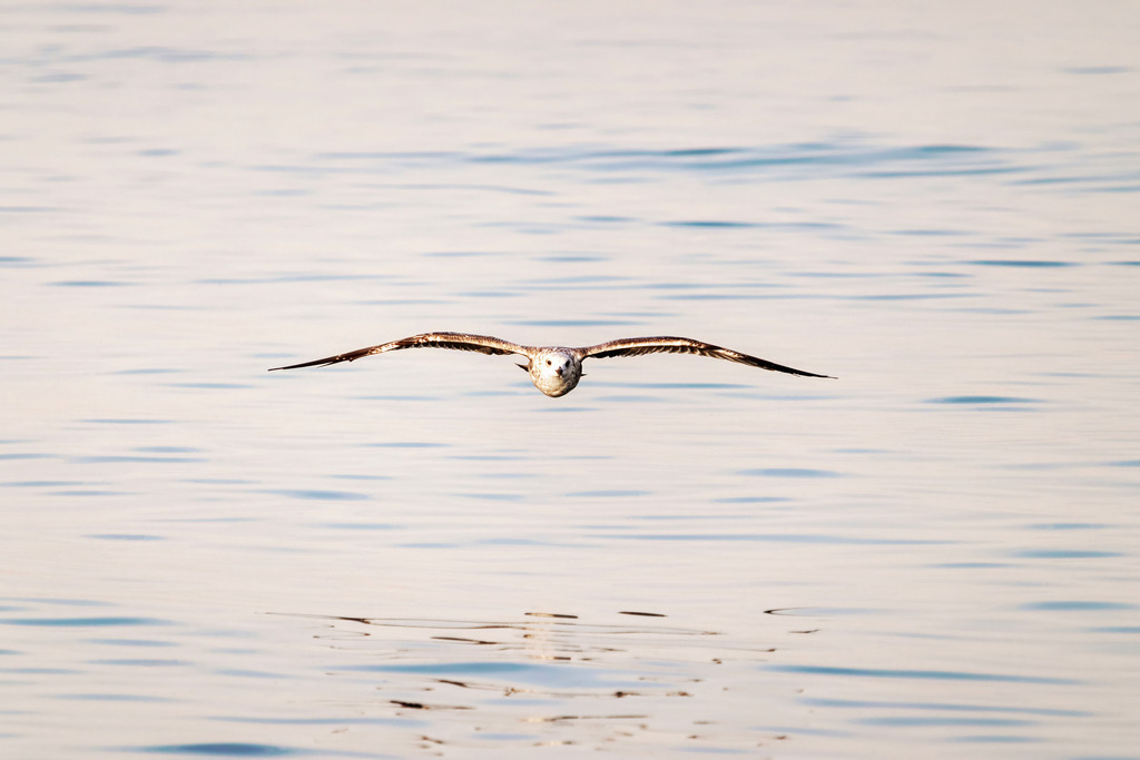 XXL Wandbild: Möwe fliegt über dem Meer | Dieses XXL Wandbild zeigt eine Möwe die in schöner Abendstimmung über das Meer fliegt. Dabei ergibt sich eine leichte Spiegelung im Wasser.  - Realisiert mit Pictrs.com