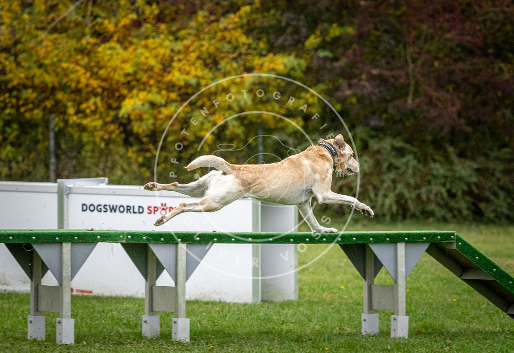 Pfotenfotografie_DV3A0993 | Hundefotografie, Tierfotograf, Pfotenfotografie, Fotoshooting Hund, Hunde Portrait, Hundesport, Hundeportraits, Heideshooting, Hunde, Sportfotograf, Hundefotograf, Turnierhundsport, THS,  - Realisiert mit Pictrs.com