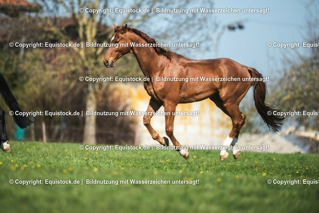 20210426_Pferd-auf-Koppel_0026 | equistock