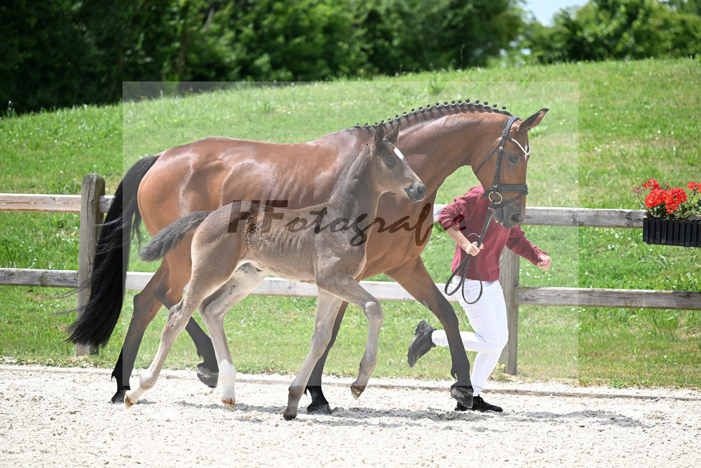 Kat-Nr. 26 St. Schufro x Fuerst Romancier_SF_Gestuet Greim_15250617 | hf-fotografie - Realizzato con Pictrs.com