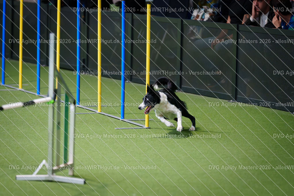 allesWIRTHgut_Tierfotografie-DVG_Agility_Masters_2026-09_27-7R501775 | Professionelle Tierfotografie in Mönchengladbach von Daniel Wirth (allesWIRTHgut). Liebevolle & natürliche Bilder von Hunden & Katzen für unvergessliche Erinnerungen.