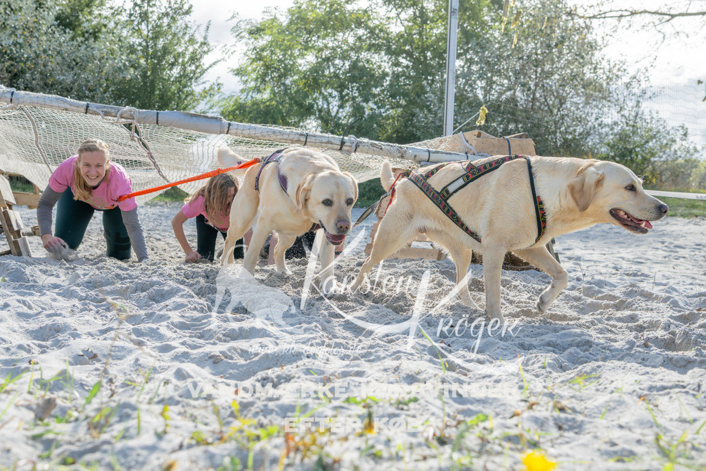 1257_ZZ94478 | kk-dogfotos