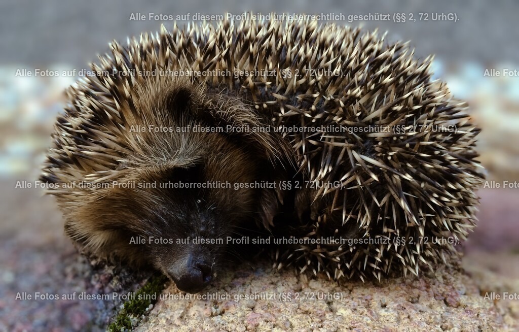 IMG_4158_3 | krollfotografie - Realisiert mit Pictrs.com