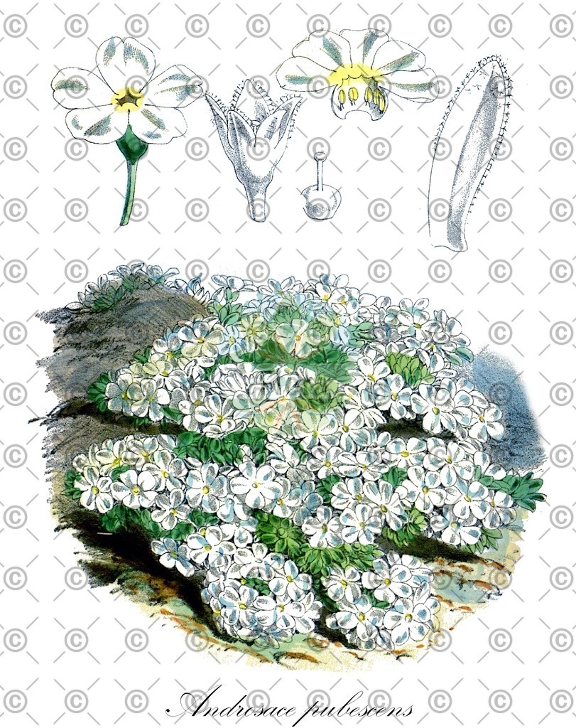HistAbb_wfo-0000534761_1_ENZY_Simple | Historische Abbildung von Androsace pubescens - Primulaceae | Historical Illustration of Androsace pubescens - Primulaceae