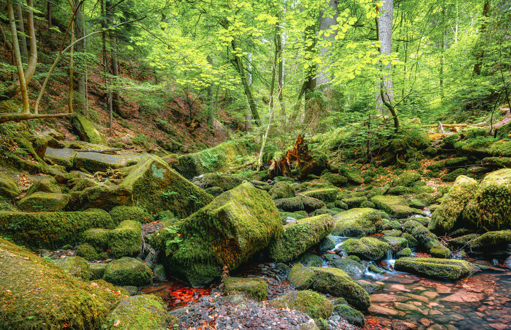 Moosbewachsene Felsen in der Monbach,Monbachschlucht im Nordschwarzwald bei Bad Liebenzell | Das Bild zeigt die moosbewachsenen Felsen und den Bachlauf in der wildromantischen Monbachschlucht im Nordschwarzwald bei Bad Liebenzell. Ein geschütztes Natur-Tal mit dichtem Grün, alten Bäumen und moosbedeckten Steinen.Wandern: Der Weg ist ein echtes Abenteuer. Man klettert über umgefallene Bäume und balanciert über Steine und BaumstämmeDie Schlucht liegt im Nordschwarzwald in Baden-Württemberg - Realisiert mit Pictrs.com
