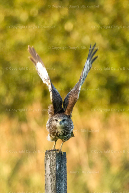 2022171 | Tierfotografie, Tierkalender, Tierbilder, Insekten, Spinnen, Vögel, Schmetterling, Libellen, Leinwand, Colorkey, Qualität, Geschenkartikel, Geschenk - Realisiert mit Pictrs.com