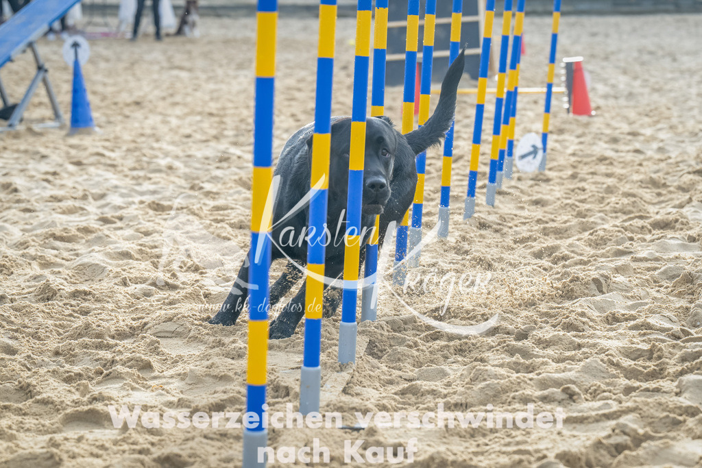 0905_ZZ91837-Bearbeitet | kk-dogfotos